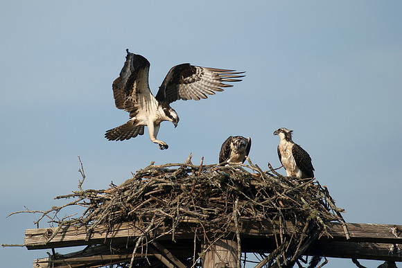 Osprey Nest Wakefield, RI