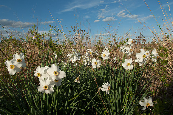 Wildflowers Nature Trail Ninigret National Wildlife Refuge
